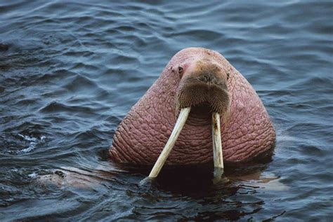do female walrus have tusk